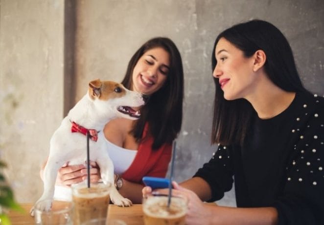 4. Visit a pet-friendly restaurant and take your dog with you inside