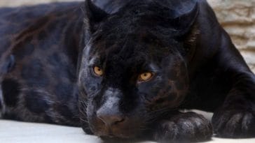 40+ Names Meaning 'Panther' - The Best Names for Your Fierce Animal
