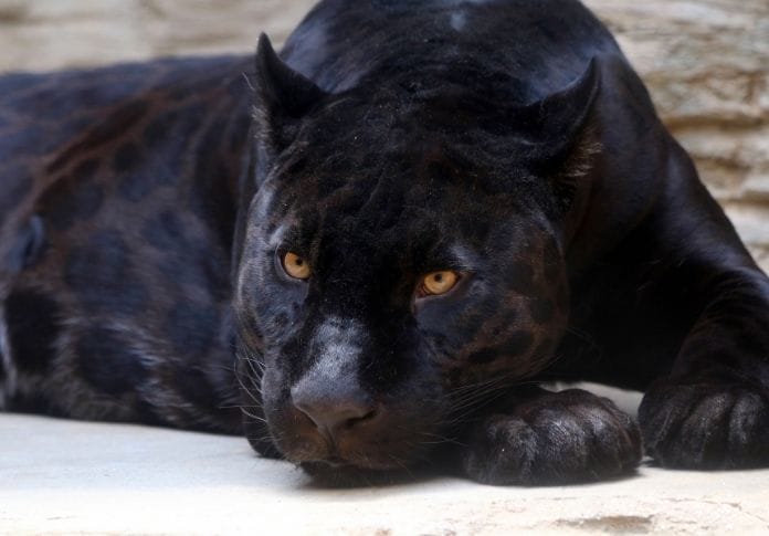 40+ Names Meaning 'Panther' - The Best Names for Your Fierce Animal
