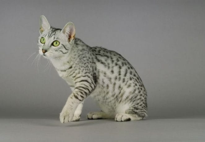 5. Egyptian Mau