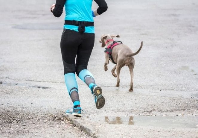 5. Join a 5k with your pup