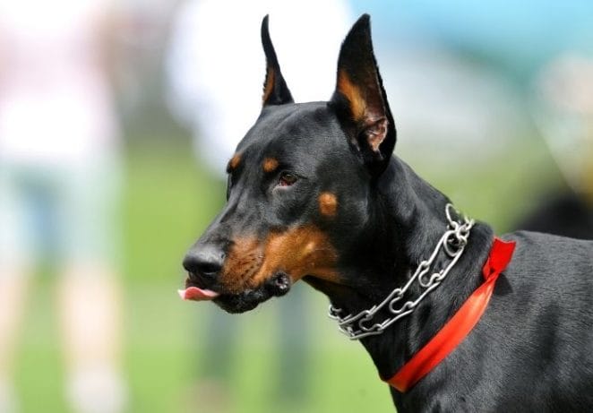 6. Doberman Pinscher