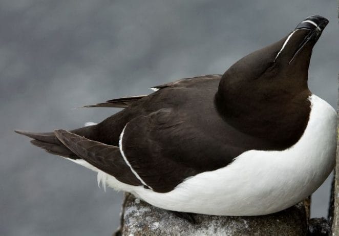 6. Razorbill