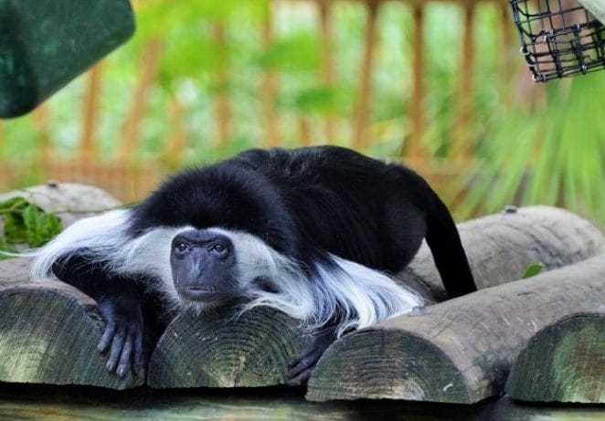 7. Black and White Colobus