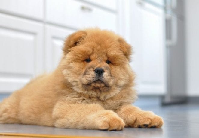 7. Chow Chow