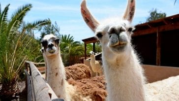 70+ Funny Llama Names Guaranteed to Make You Laugh