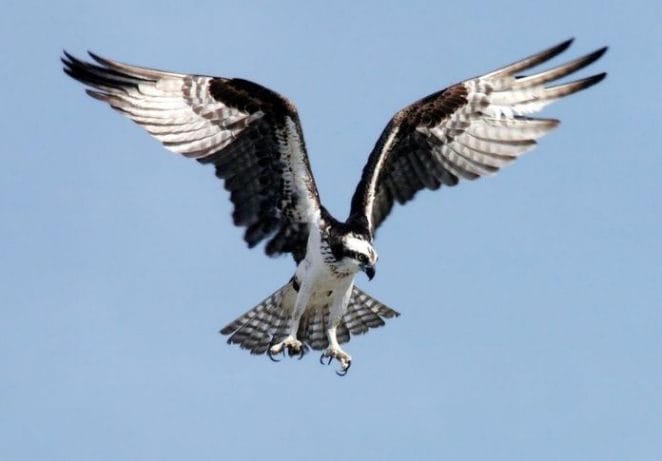 8. Osprey