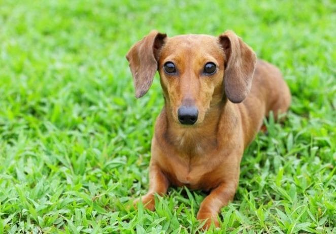 9. Dachshunds