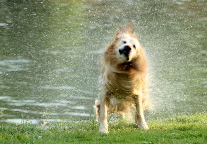 120+ Best Water Dog Names: Water-Themed Names for Dogs