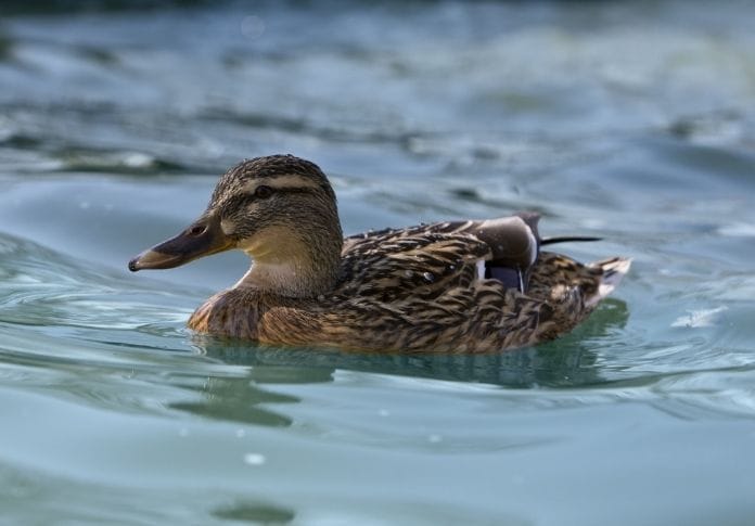 Best Female Duck Names