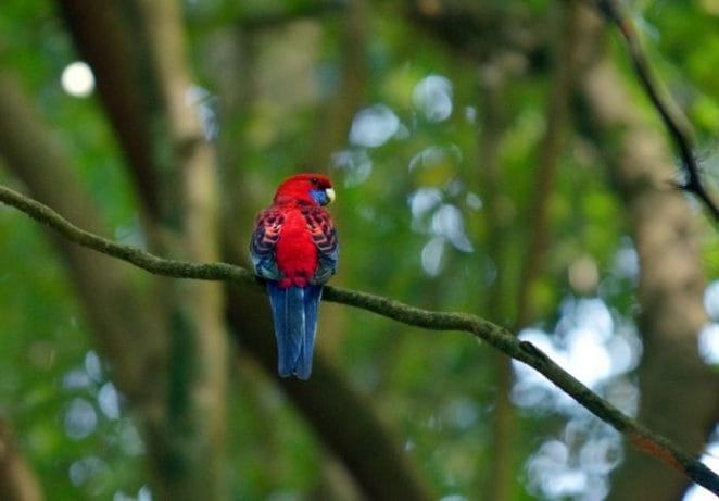 Best Female Parrot Names