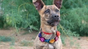 Best Mutt Dog Names - 100+ Names for Your Mixed-Breed Pooch