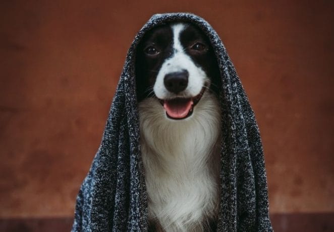 Best Star Wars Dog Names