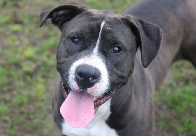 Black Pitbull with White Chest Names