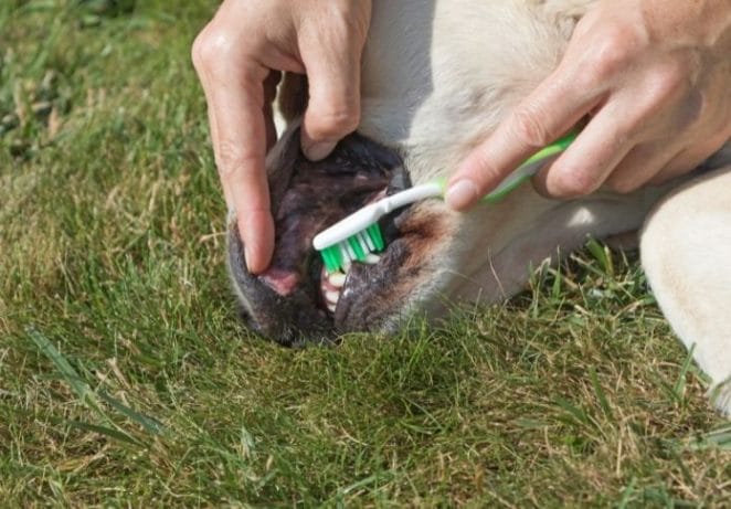 Brush Your Dogs Teeth If You Can