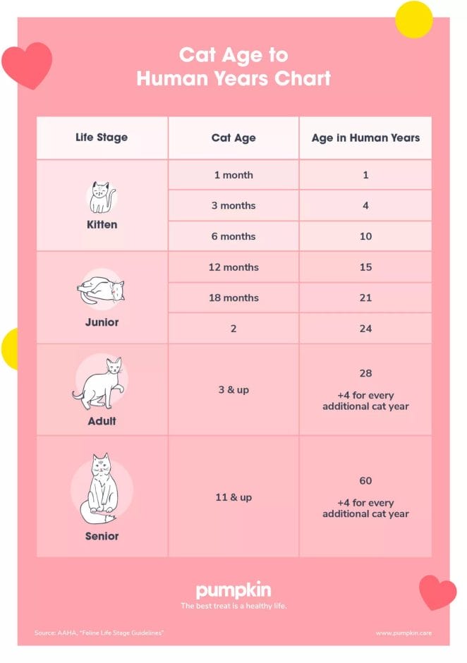 Cat-Age-Chart
