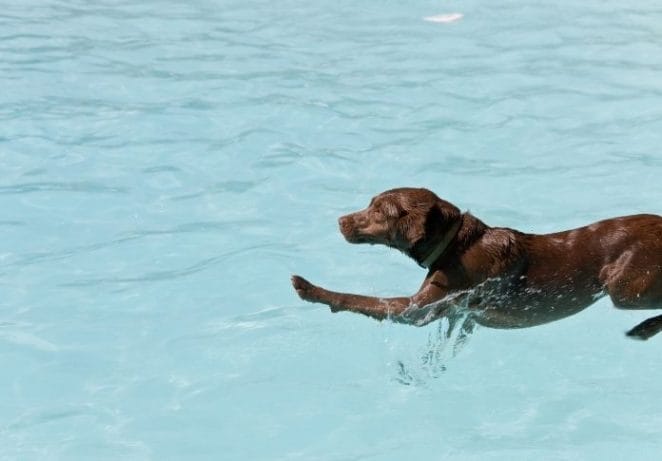 Charming Water Dog Names