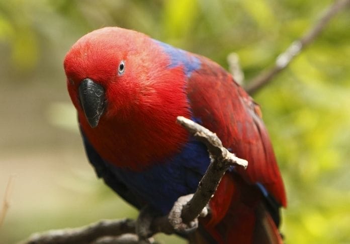 100+ Female Parrot Names: The Best Names for Your Girl Bird