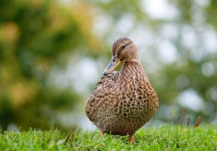 Cute Names for Female Ducks