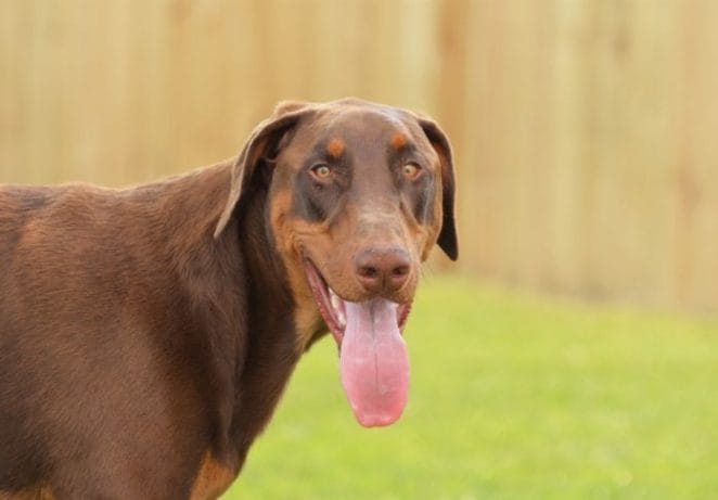 Doberman Names Inspired by Shades of Red