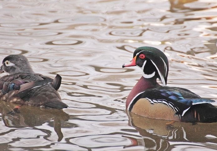 Famous Duck Pair Names