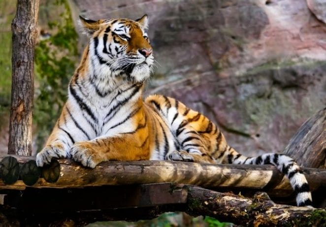 Female Bengal Tiger Names