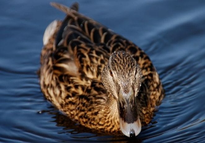 Female Duck Names from Movies