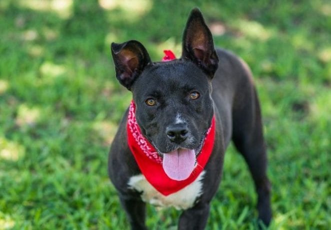 180+ Black Pitbull Names: The Best Names for Your Pet Black Pitbull 180+ Black Pitbull Names: The Best Names for Your Pet Black Pitbull