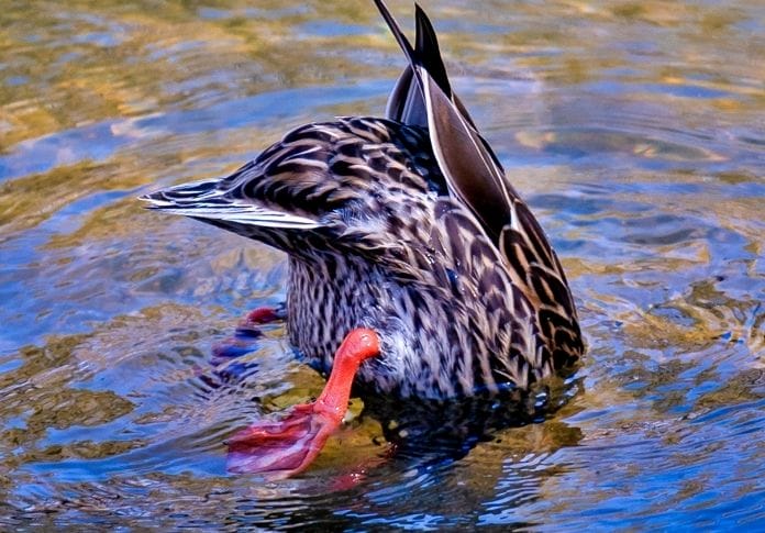 Funny Names for Female Ducks