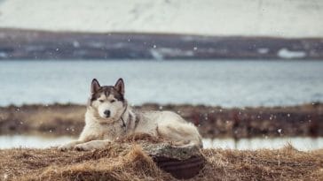 Game of Thrones Dog Names - 100+ Names Inspired by the Show