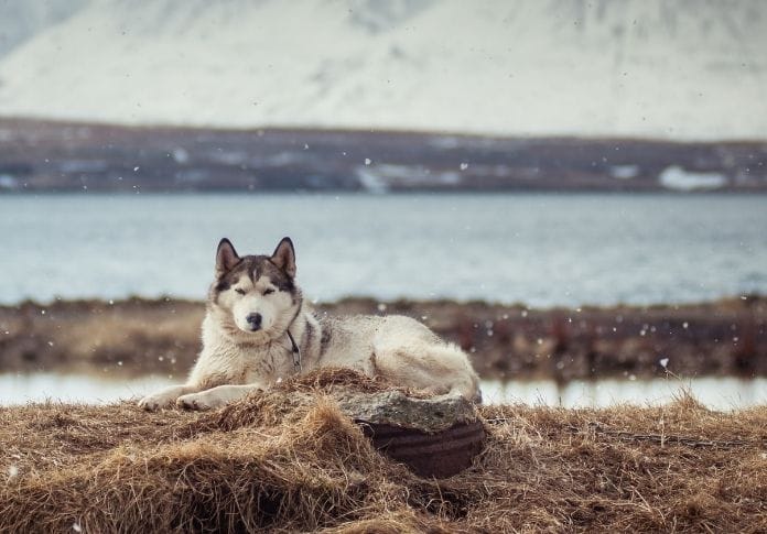 Game of Thrones Dog Names - 100+ Names Inspired by the Show