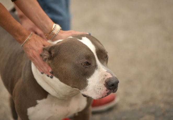 Grey and White Pitbull Puppy Names