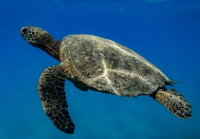 Hawaiian Female Turtle Names