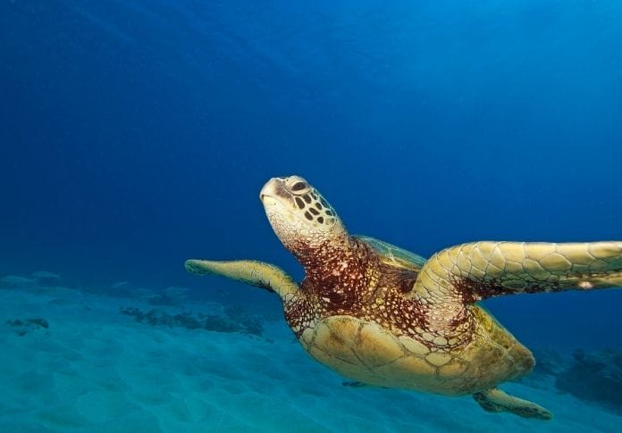 120+ Hawaiian Turtle Names: Names with Meanings For A Pet Turtle