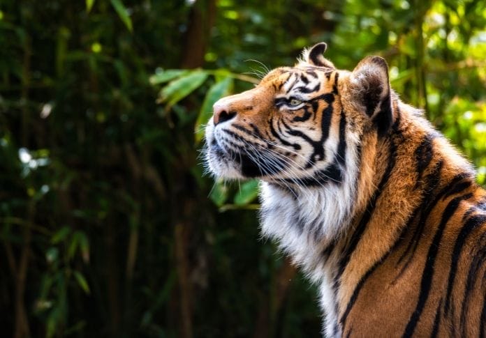 220+ Bengal Tiger Names: Names For A Bengal Tiger