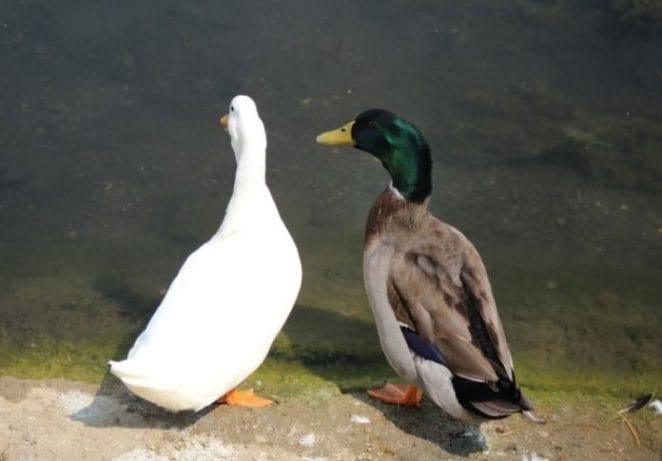 Male & Female Duck Pair Names