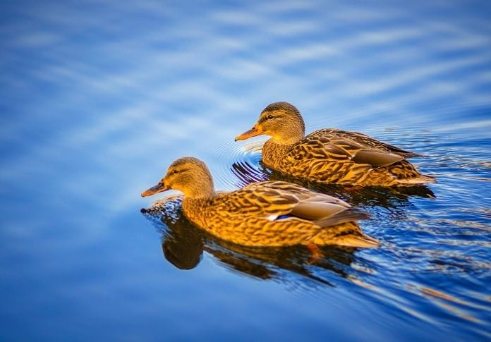 Names For Pair Of Female Ducks