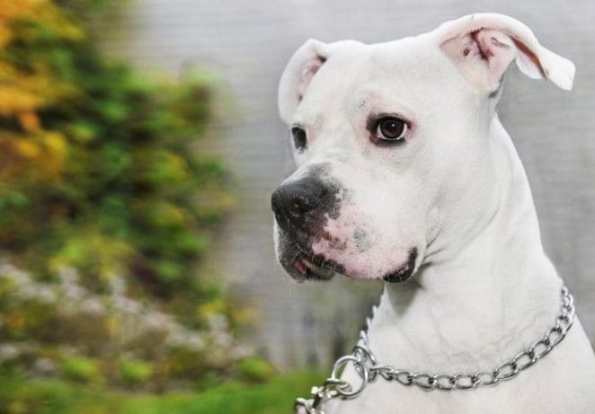 Names for a Female White Pitbull