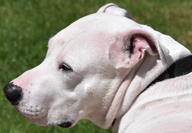 Names for a Male White Pitbull