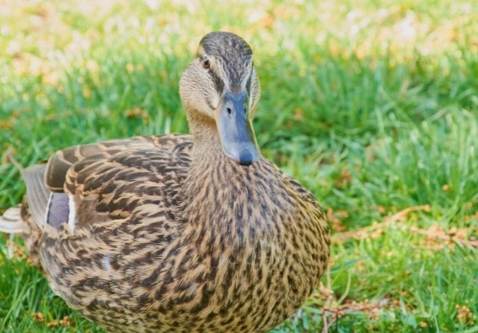 Popular Female Duck Names