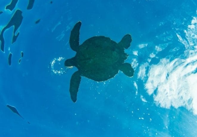 Popular Hawaiian Turtle Names