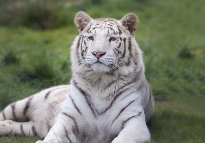Snow-white Bengal Tiger Names