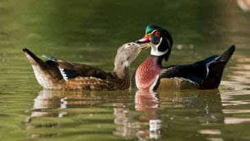 The Best Duck Names in Pairs - 50+ Names for a Pair of Ducks