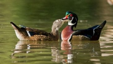The Best Duck Names in Pairs - 50+ Names for a Pair of Ducks