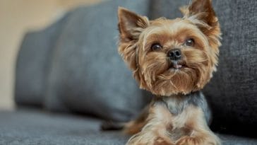 The Best One-Syllable Dog Names - Over 200 Choices to Choose From
