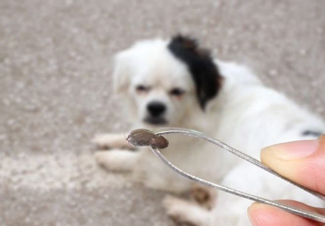 Tweezers, liquid soap, and cotton balls