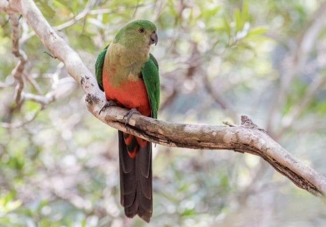 Unique Female Parrot Names