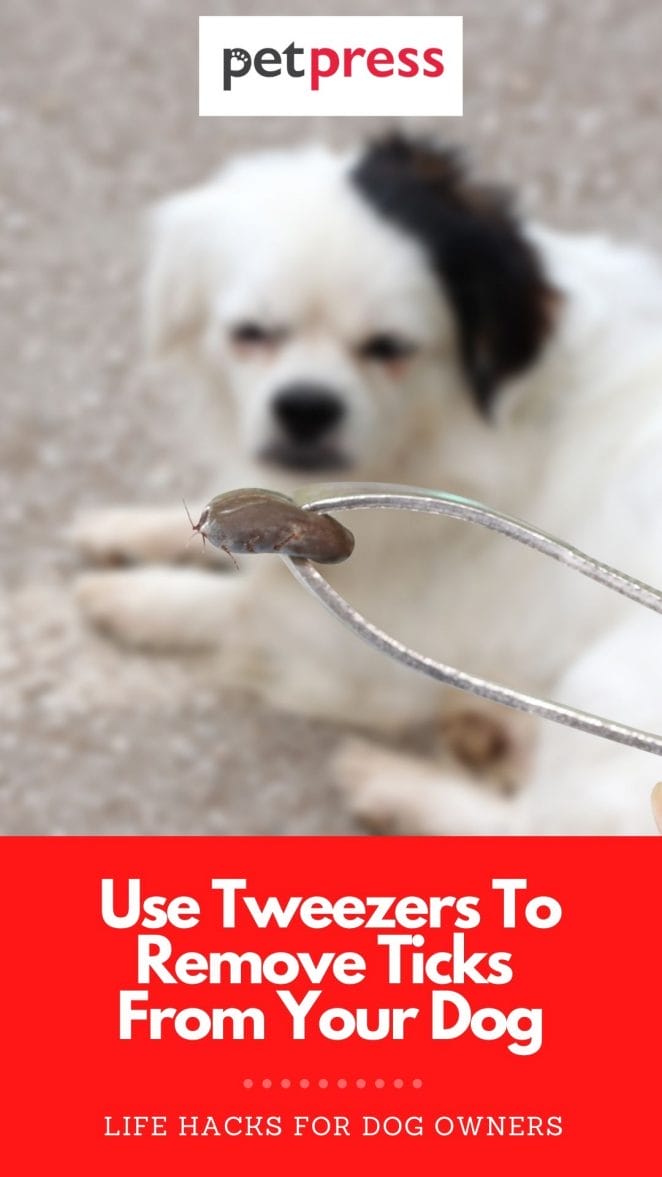 Use Tweezers To Remove Ticks From Your Dog