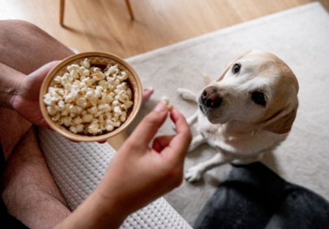 Using Popcorn to Teach Your Dog to Catch