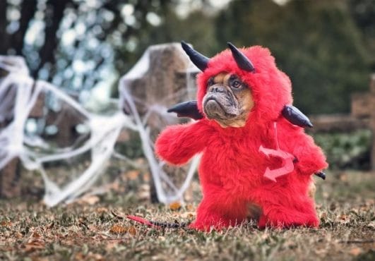 100-tough-demon-dog-names-for-your-fierce-pup